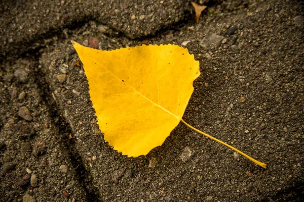 atumnal renkli kireç ağacının yaprak