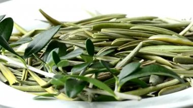 zeytin ağacının yaprakları, kan basıncı, kurutulmuş yaprakları ve infüzyon düşürmek için ilaç