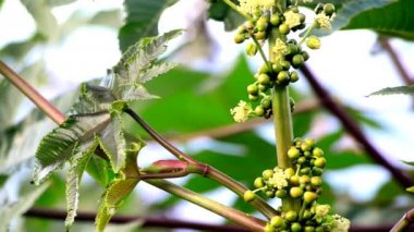 Castor - petrol bitki çiçek ve koza ile