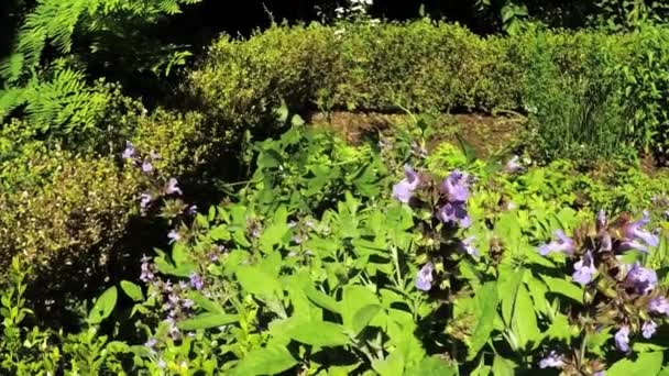 Herbal Garden Camera Drive Closeup Johns Wort — Stock Video
