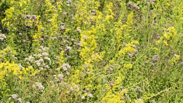 聖ヨハネのヨモギ 花のある薬用植物 — ストック動画