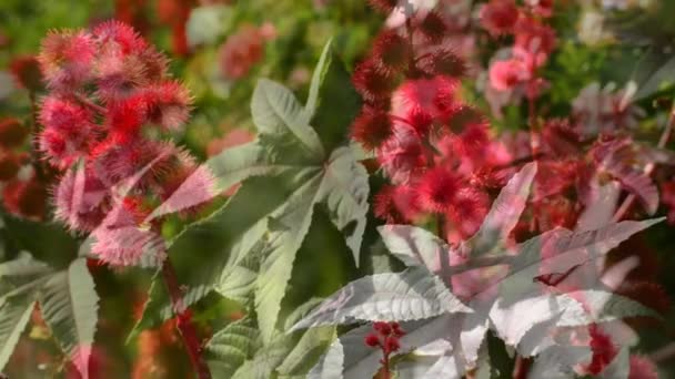 Planta Óleo Rícino Com Flor Cavilhas — Vídeo de Stock