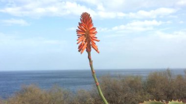 Aloe suyu, bitki çiçek Tenerife Sahil ve suyu çalıştıran aşağı ile