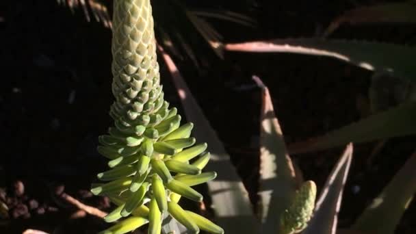 Aloe Saftpflanze Mit Blüte Und Herunterlaufendem Saft — Stockvideo