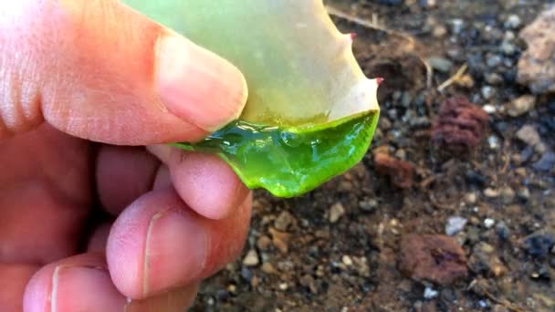 Aloe Vera Blatt Hand Quetschen Den Saft Und Fließenden Saft — Stockvideo