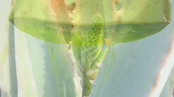 Planta Jugo Aloe Con Flor Jugo Corriente — Vídeos de Stock