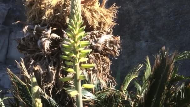 Planta Suco Aloe Com Flor Suco Corrida Para Baixo — Vídeo de Stock