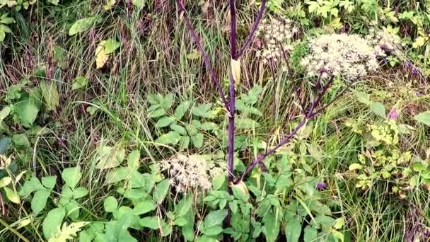 Wilde Engelwurz Engelwurz Sylvestris Heilpflanze Mit Blüte — Stockvideo