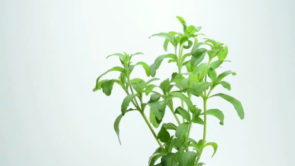 Stevia Rebaudiana Herb Powder Turn Table — Stock Video