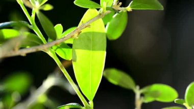 zeytin ağacı ve zeytinyağı bir cam kaseye çalıştıran