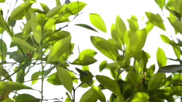 Zeytin Ağacı Zeytinyağı Bir Kasenin Içine Çalışan — Stok video