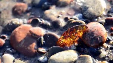 Amber Baltık Denizi sörf 