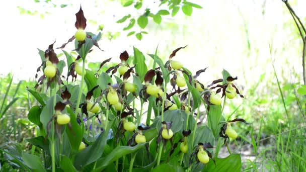 Lady Slipper Orchidea Vadvirág Németország — Stock videók