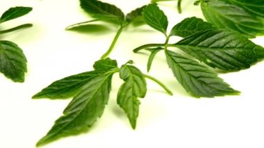  Jiaogulan herb bir harç ve dönüş tablo