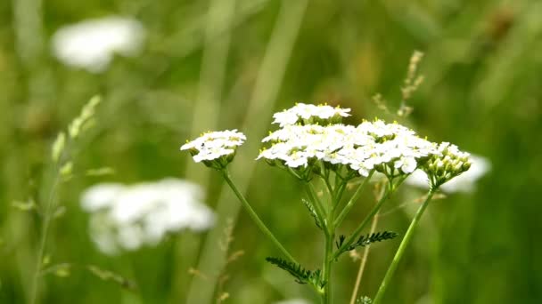 Yarrow Léčivá Bylina Květinou — Stock video