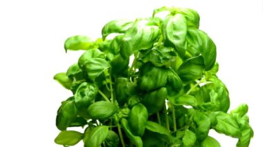 fesleğen, taze ot bir dönüş tablo ve portre fidan