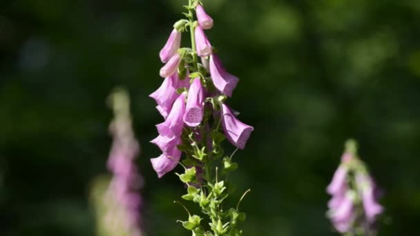 Foxglove Digitalis Purpurea Лекарственная Трава Цветами — стоковое видео