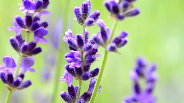 Lavender Medicinal Plant Spice Flower — Stock Video