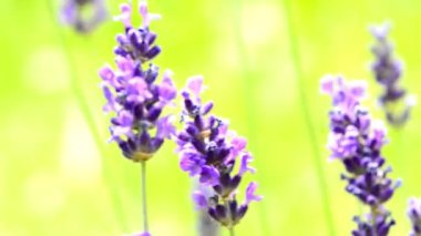 Ökse otu, şifalı bitki bir ağaç çiçek ve bir dönüş tablo