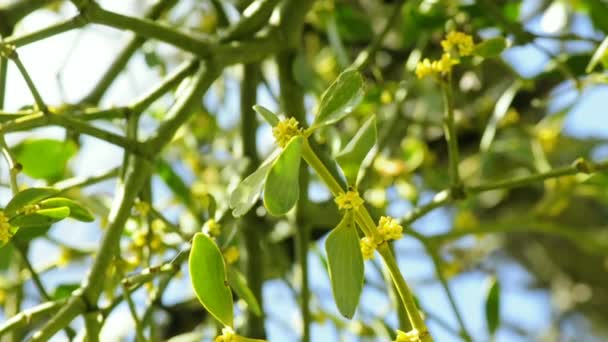 Muérdago Planta Medicinal Árbol Con Flor Sobre Mesa Giratoria — Vídeo de stock