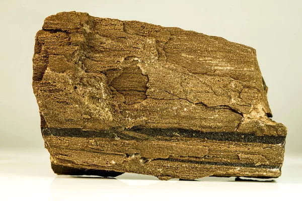 Zkamenělé Dřevo Sequoia Tree — Stock fotografie