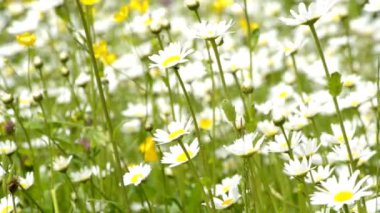 Bahar bir çayırda Almanya'da Marguerite çiçeklenir