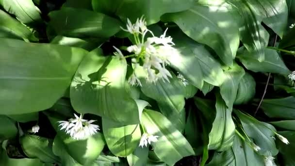 Ail Sauvage Printemps Légume Herbe Médicinale Dans Une Forêt Allemande — Video