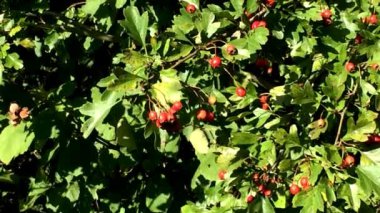 Hawthorn tıbbi bitkisi olgun böğürtlenlerle