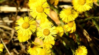 Coltsfoot, şifalı bitki, bir Alman ormanda bahar çiçek