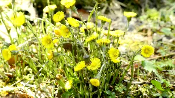 Coltsfoot Hierba Medicinal Flor Primavera Bosque Alemán — Vídeos de Stock