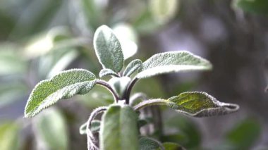 Adaçayı tıbbi bitki, çiçek ve yaprak