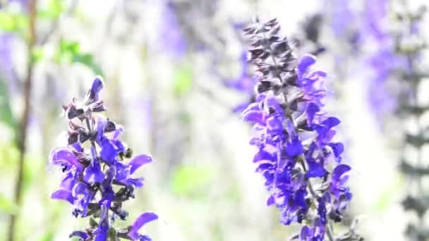 Salvia Piante Medicinali Fiori Foglie — Video Stock