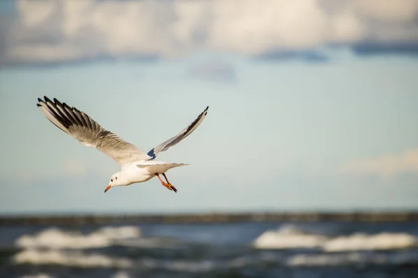 Gaviota Cabeza Negra Volando — Foto de Stock