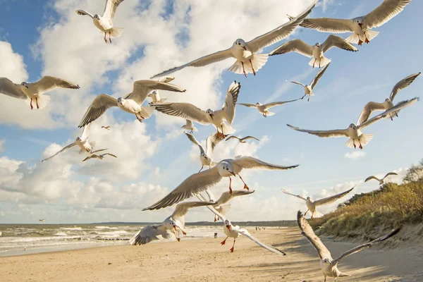 Gaviotas Cabeza Negra Sobrevolando Playa Del Mar Báltico — Foto de Stock