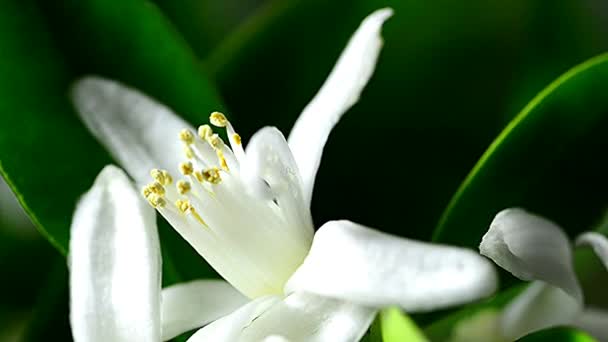 Mandarina Calamondin Com Flor — Vídeo de Stock