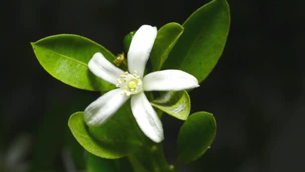 Calamondin Mandarina Con Flor — Vídeos de Stock