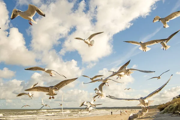 Gaviotas Cabeza Negra Sobrevolando Playa Del Mar Báltico — Foto de Stock