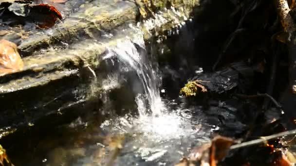 春天的榛子花和小溪 — 图库视频影像