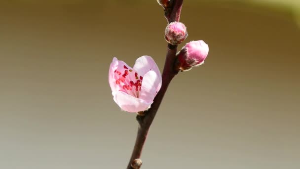 Pfirsichbaum Mit Blüte Frühling — Stockvideo