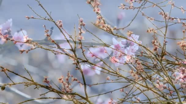 Персиковое Дерево Цветами Весной — стоковое видео
