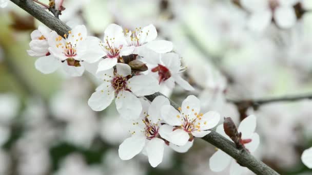 Flor Cerezo Silvestre Primavera Alemania — Vídeos de Stock