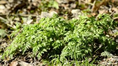 Bahar, Bahar çorba için Alman bir ormandaki Frenk maydanozu