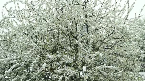 Fiore Ciliegio Con Neve Che Cade — Video Stock