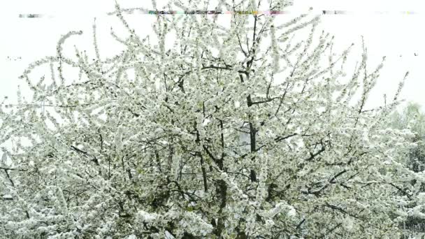 Flor Cerezo Con Nieve Cayendo — Vídeo de stock