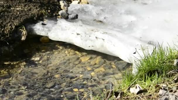 冬のヘーゼルナッツの花と小川 — ストック動画