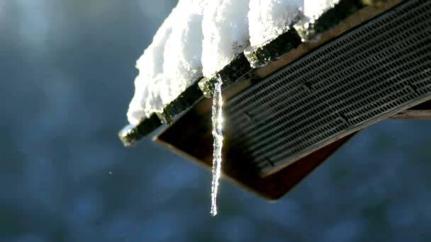 Istapp Och Snödroppar Tidiga Blomman Den Tyska Vår Floran — Stockvideo