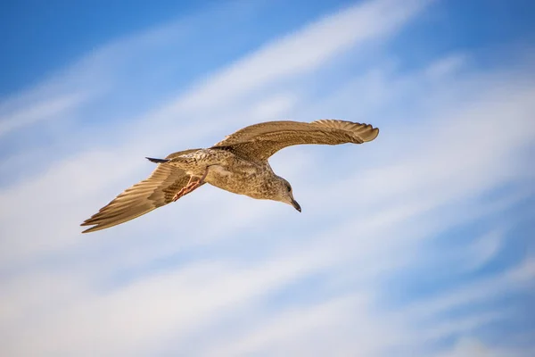 Herring Gull Young Bird Flying Blue Sky — Stock Photo, Image