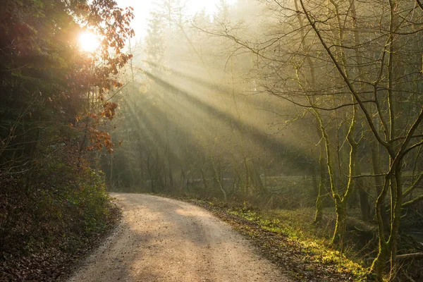 Ormanda Güneş Işığı — Stok fotoğraf