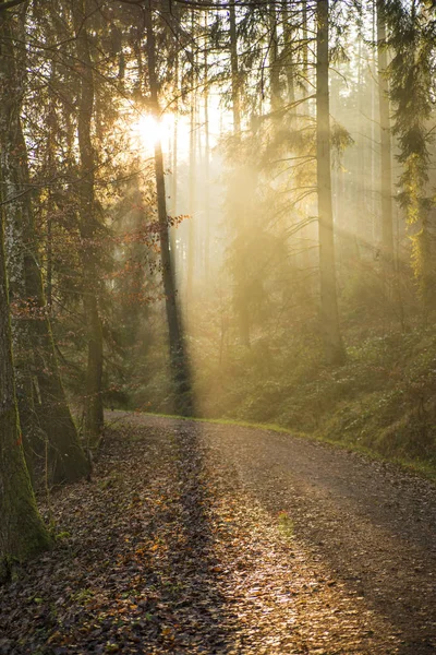 Ormanda Güneş Işığı — Stok fotoğraf