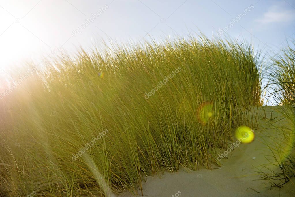 European marram grass in back light with blue sky